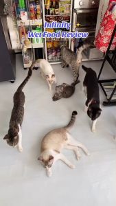 Adult Kitten Infinity Tuna in Jelly 400g Cat Food Cat Wet Food Cat Essential ins