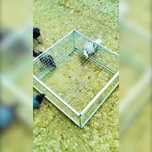 เพนียดดักนก กรงกับดักนกพิราบ กรกดักนกเขา กรงนกพิราบ ที่ดักนก กรงนกทางเดียว จับภาพต่อเนื่อง ทำความสะอาดง่าย