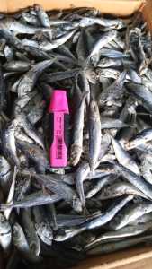 Ikan Asin Layang Rebus 1kg