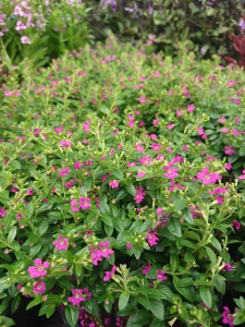 ต้นหลิวไต้หวัน แดง หลิวไต้หวัน ดอกสีแดง ในกระถาง 5 นิ้ว