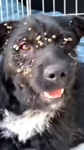 COMBO 5 Gói Bột Trộn Thức Ăn Trị Ve Bọ Ghẻ Cho Chó Mèo