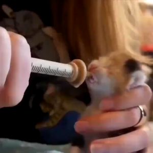 Pet Miracle Nipple with Syringe for Feeding Newborn Kitten Puppy