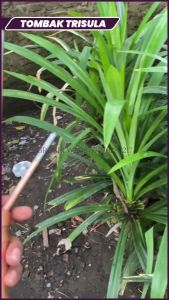 Anti Petir Trisula: Aksesoris Penangkal Petir & Splitzen Trisula Cabang Tiga