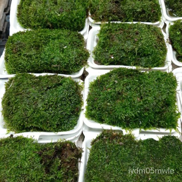 ที่สุดของอุปกรณ์ตกแต่งตู้ปลาและสวนจิ๋ว สร้างบรรยากาศสดชื่น อัปเดตปี 2025