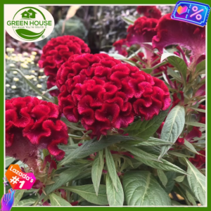 Green House® - Palong Manok Flower Seeds for Planting (20 Seed) incl. Instruction for Red/Orange RED COCKSCOMB Chi kuan