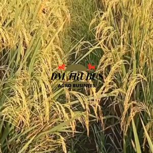 BENIH PADI VARIETAS INPARI 50 TERBARU PB TRUBUS