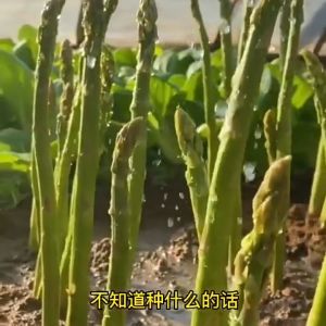 High yield asparagus seeds高产芦笋种子tender green asparagus嫩绿芦笋绿色健康 balcony courtyard year-round planting potted vegetable seeds阳台庭院四季种植盆栽蔬菜籽