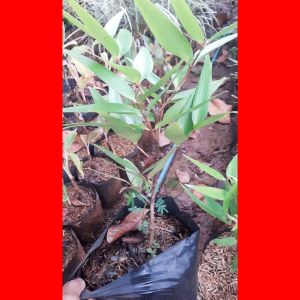 Bibit tanaman pohon damar