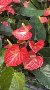วิลเลี่ยมออเรนLivium orangeส้มลายละมุนหน้าวัว(Anthurium andraeanum)ซึ่งเป็นไม้ประดับยอดนิยมมีดอกสีสดใสใบดอกคล้ายรูปหัวใจ