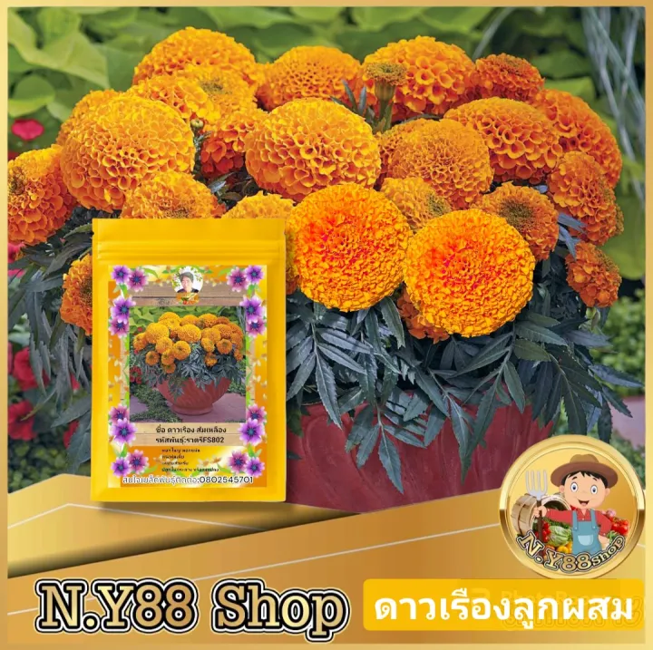 เมล็ดพันธุ์ดาวเรืองลูกผสม ส้มเหลือง ทรงพุ่มเตี้ย ดอกดก