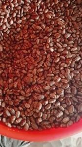 gói 100 hạt thầu dầu tía giống