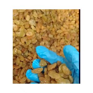 Kismis Arab Asli - Pure Golden Raisins 250 Gr Original Super Food Berkualitas