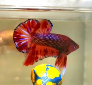 Amargeddon Vanda Halfmoon Plakat HMPK Betta Fish / Ikan Laga/ 斗鱼 (Not random fish）17