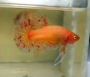 Solid Yellow Vanda Halfmoon Plakat HMPK Betta Fish / Ikan Laga/ 斗鱼 (Not random fish）17