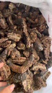 Trái nhàu khô lợi tiểu nhuận trường kích thích tiêu hóa hoạt huyết điều kinh ngừa đau xương khớp tiểu đường