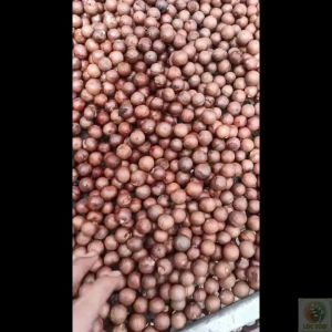 Hạt mắc ca túi 1 hạt