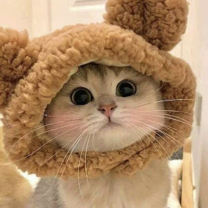Cute Refined Cat Hat Plush Elastic Winter Pet Hat Puppy Kittens Knitted Hat Party Cosplay Props Decoration Cat Accessories Pet