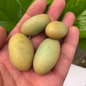 Natural Stones Luminous oval Stone Raw Gemstone Glow In The Dark Stone Crystal Rough Stone Healing Specimen Minerals