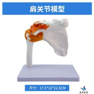 Mô Hình Xương Khớp 1:1 Mô Hình Xương Đùi Mô Hình Xương Đòn Mô Hình Xương Tay Mô Hình Xương Chậu Đồ Chơi Giáo Dục Cho Trẻ Em