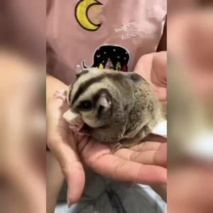 Sugar Glider Freeze-dried Chicken Cubes