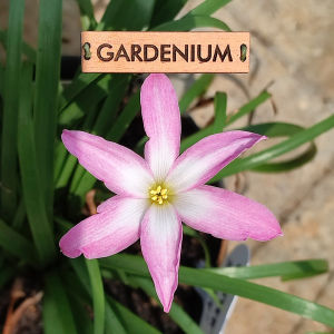 Umbi Bunga Rain Lily Winter Sweet - Rainlily Zephyranthes Hybrid