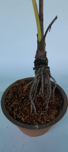 Cây Dừa Kiểng - Cây Cảnh Đẹp Sang Trọng Dễ Trồng Trang Trí Nhà Cửa Ban Công Sân Vườn Văn Phòng