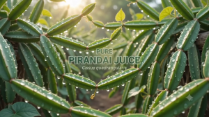 Pure Pirandai Juice Bone Setter Tonic | Cissus Quadrangularis Veldt Grape Extract | Fast Absorption Liquid Herbal Supplement for Arthritis Joint Mobility & Bone Density | 100% Plant Based Natural Health Drink for Digestion & Wellness