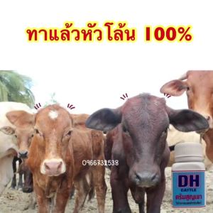 ครีมสูญเขา ครีมทาเขาวัว DH สำหรับสูญเขาวัวแรกเกิด ทาแล้วเขาไม่ขึ้น100% ปลอดภัย ไม่อันตรายกับน้องวัว ครีมทาเขาวัว ซื้อที่ไหน ครีมทาเขาวัว ราคา - Lazada