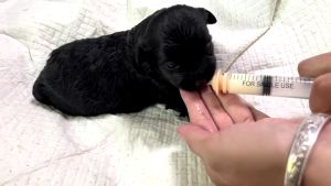 คุ้มมาก 10 แพ็คเกจ จุกนมกระรอก จูกป้อนนมแมว จูกป้อนนมสัตว์เลี้ยง สินค้าคุณภาพเทรนด์