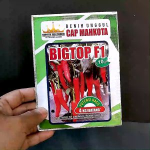 BENIH CABAI BESAR HIBRIDA - BIGTOP F1 - tipe panex darmais pilar