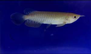 High Quality💢Wholesale Price- High Back Golden Arowana - AquaX Live Fish With D.O.A. *Ship West & East Malaysia* ~Farm Direct Sell