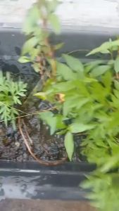 Campuran Baja Siam | baja mix | baja paksa subur | baja paksa bunga | baja paksa buah