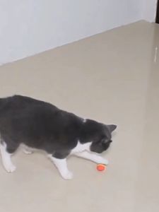 Pet Toy Ball EVA Rainbow Ball (3.5cm | 5cm | 7cm) Cat Ball Soft Balls Bouncy Sponge Foam Playing Ball Fun Cat Indoor Game LELE CAT SUPPLIES