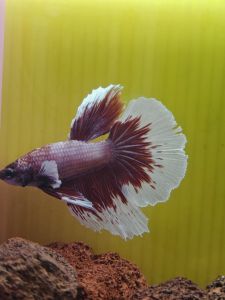 HM Betta / RANDOM PICK