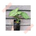 (GG real plant) syngonium green star ^  podophyllum arrowhead pokok keladi hiasan rumah indoor house ps. 