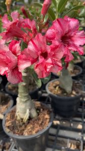 ชวนชม ฮอลแลนด์ เลือกดอกสีสวยๆได้ Adenium Obesum