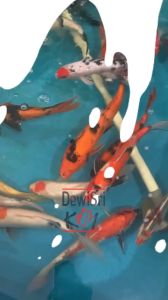 Tong Filter Kolam Koi Fiber Ukuran S – Media Filter 2 Chamber Diameter 25cm Tinggi 50cm