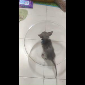 Bark&Purr โดมอะคริลิคแมว หลุมอวกาศแมว โดมอะคลิลิค หลุมอะคริลิค สำหรับบ้านแมว DIY 30/35cm