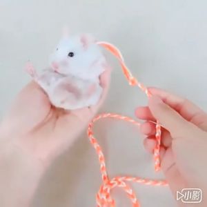 สายจูงกระรอก สายจูงรัดอก สายจูง สัตว์เล็ก เชือกจูง สำหรับเเฮมสเตอร์ กระต่าย หนูแฮมสเตอร์
