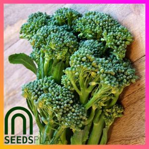 SeedsPLAZA™ - Chinese Broccoli F1 Hybrid Seeds for Planting Vegetable Plants (50 Seed) + Instructions for Gai lan Kale