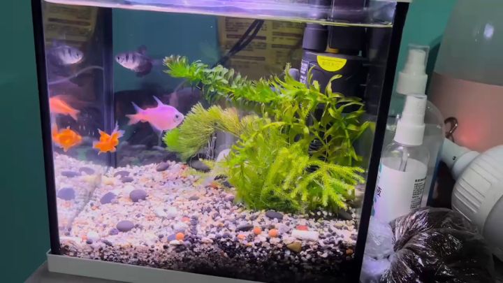 View of TXL Fish tank, aquarium, living room, small self circulating household ...