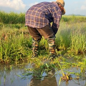 SEPATU BOOTS AP KARET PANJANG 55 CM SEPATU BOOTS KARET ANTI KEONG PETANI SEPATU SAWAH PRIA