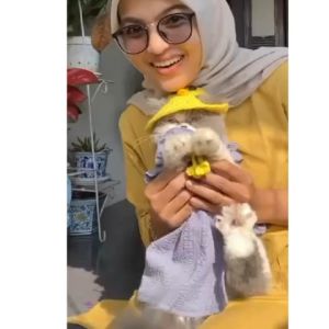 Me-o Creamy Treats Kitten Adult Sachet 60gr - Cemilan Krim Kucing Kitten Dewasa Cemilan Kucing Meo