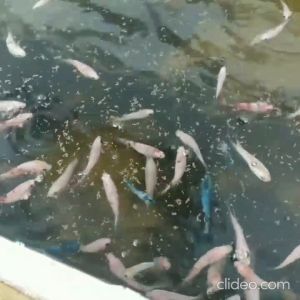 Pelet MEM 500-800: Makanan Pakan Ikan Hias Pellet