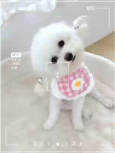 Petcho ผ้ากันเปื้อนลายดอกไม้สําหรับสัตว์เลี้ยง ผ้ากันเปื้อนสามเหลี่ยมซับน้ำลาย ผ้ากันเปื้อนน้ําลาย