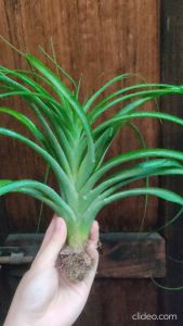 Tillandsia brachycaulos select x streptophylla / 空气凤梨 - 贝克利 x 电卷