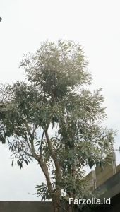 Kaftan Alina untuk Ibu & Anak Bahan Crinkle Airflow