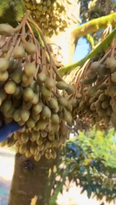 Baja Durian Booster Cair Cepat Berbuah Penggalak Pertumbuhan Akar Daun Bunga Semi Organik Formula Pantas 1000ML