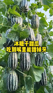 Benih Melon Panjang Manis (15 Seeds)/冰糖甜瓜籽/Long Honeydew Seeds