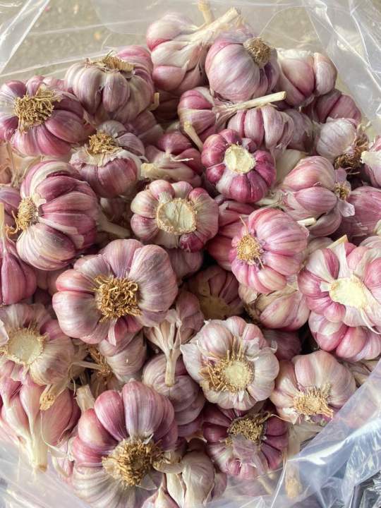 (Mi%E1%BB%85n%20ph%C3%AD%20ship%20100%25)%20#1Kg%20t%E1%BB%8Fi%20t%C3%ADm%20%C4%91%C3%A0%20l%E1%BA%A1t%20th%C6%A1m%20ngon,%C4%91%E1%BA%A1t%20chu%E1%BA%A9n%20lo%E1%BA%A1i%201(t%E1%BB%8Fi%20c%C3%B4%20%C4%91%C6%A1n,t%E1%BB%8Fi%20l%C3%BD%20s%C6%A1n,t%E1%BB%8Fi%20t%C3%ADm,h%C3%A0nh%20t%C3%ADm%20l%C3%BD%20s%C6%A1n,h%C3%A0nh%20t%C3%ADm%20phan%20rang,h%C3%A0nh%20t%C3%ADm%20%E1%BA%A5n%20%C4%91%E1%BB%99%20-%20Image%205